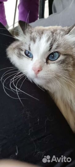 Кошка в добрые ручки бесплатно