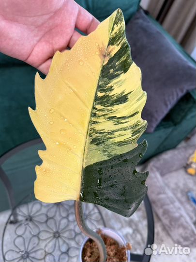 Филодендрон карамель марбл черенок