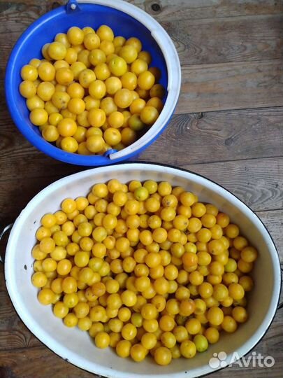 Алыча на развес