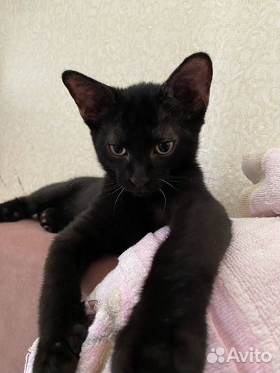 Донской сфинкс