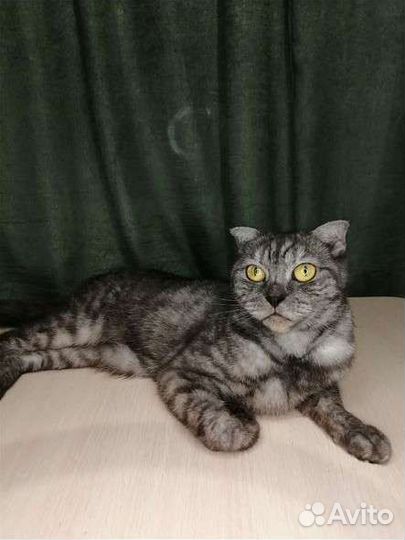 Стрижка собак и кошек