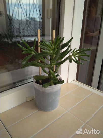 Толстянка, крассула хоббит