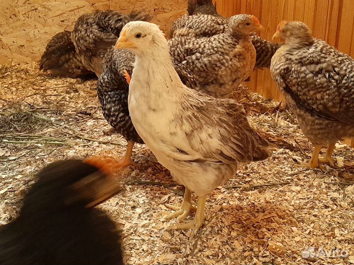 Циплята Билефельдер и Доминант 45 дней