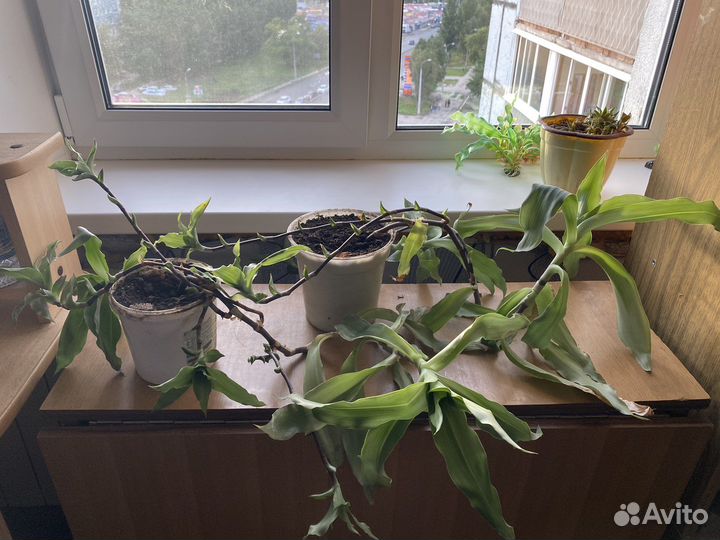 Растение золотой ус