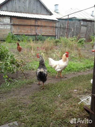 Домашняя птица