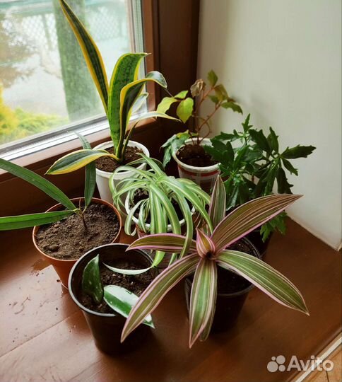 Комнатные цветы