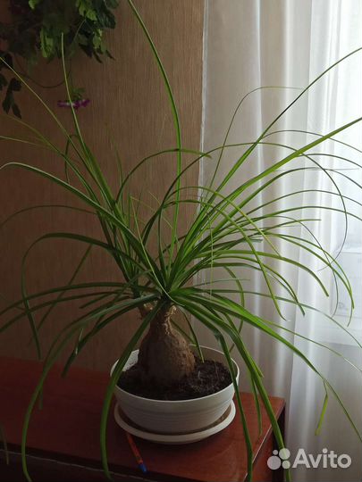 Нолина (бокарнея, слоновая нога)