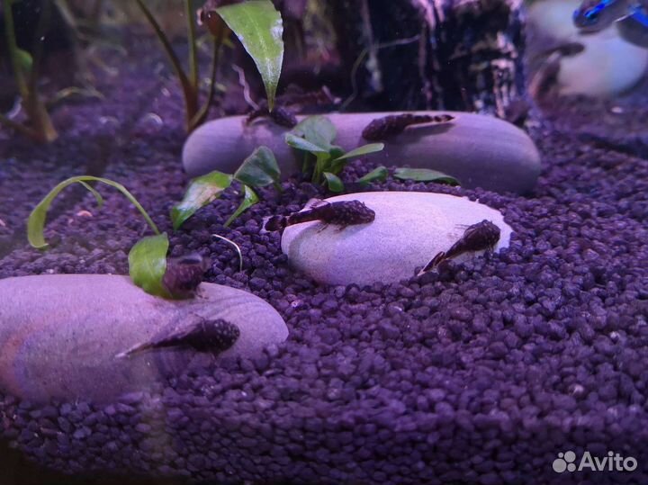 Сомики анциструсы