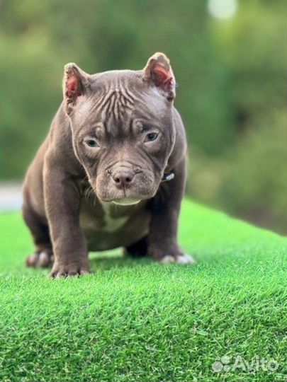 Очень красивая девочка Американский булли