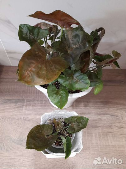 Арон Браун(детка)