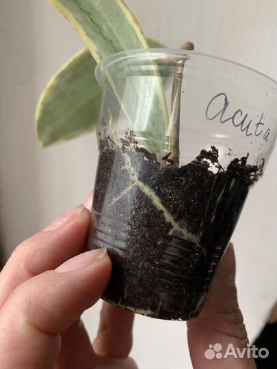 Хойя акута альба, Acuta alba