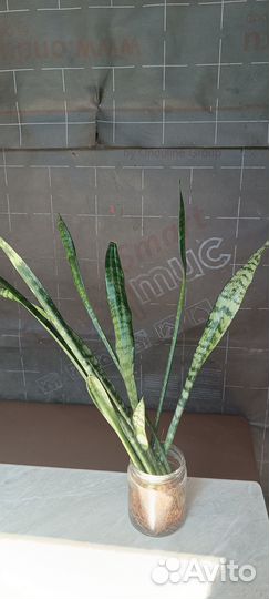Отдам отростки Сансиеверы