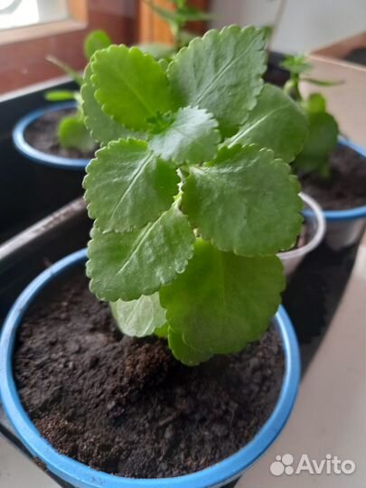 Комнатные цветы каланхоэ