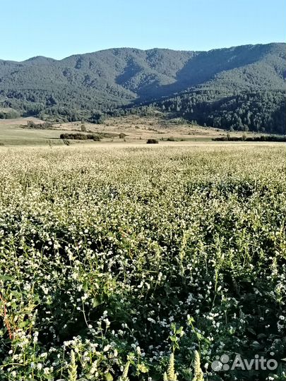 Мед алтайский гречишный