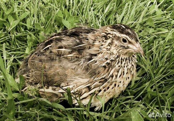 Яйца перепелок эстонские,инкубационное