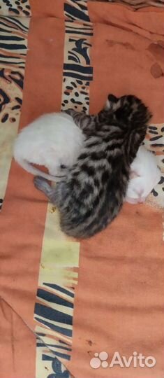 Бенгальская кошка