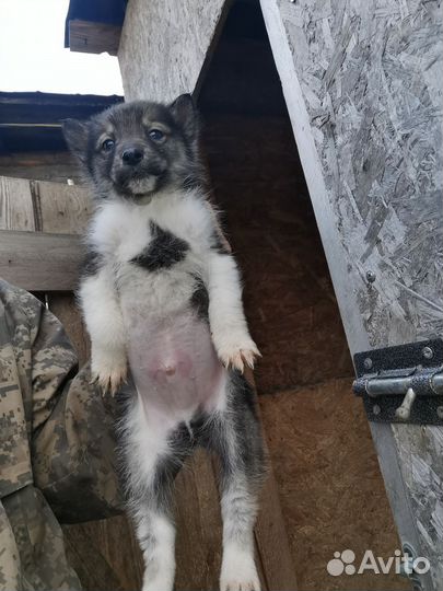 Щенки западно сибирской лайки