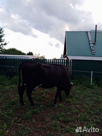 Корова высокоудойная