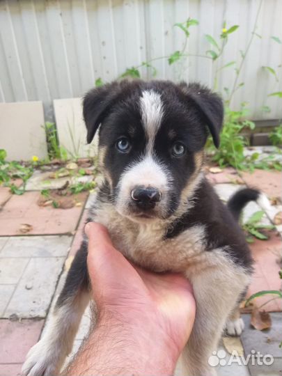 Щенок Хаски