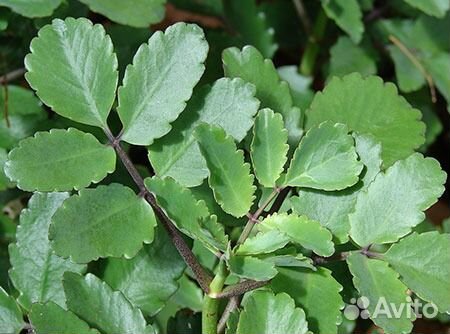 Каланхоэ лекарственный и мята домашняя