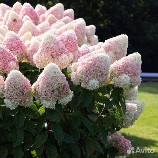 Гортензия метельчатая и древовидная