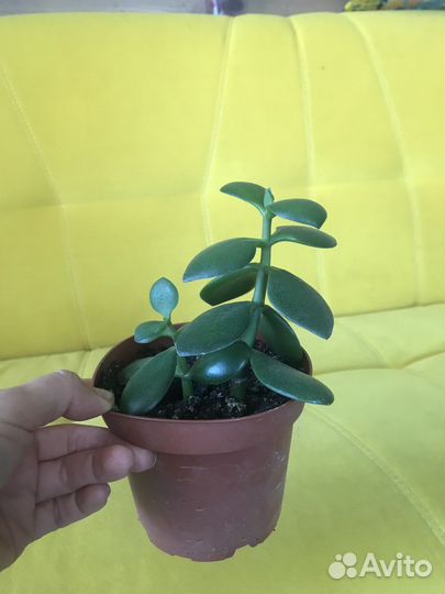 Толстянка денежное дерево