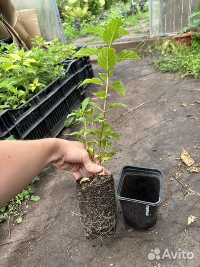 Гортензия Полярный медведь