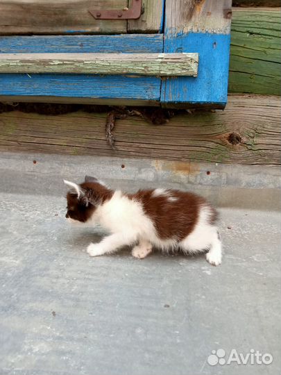 Отдам котенка в добрые руки