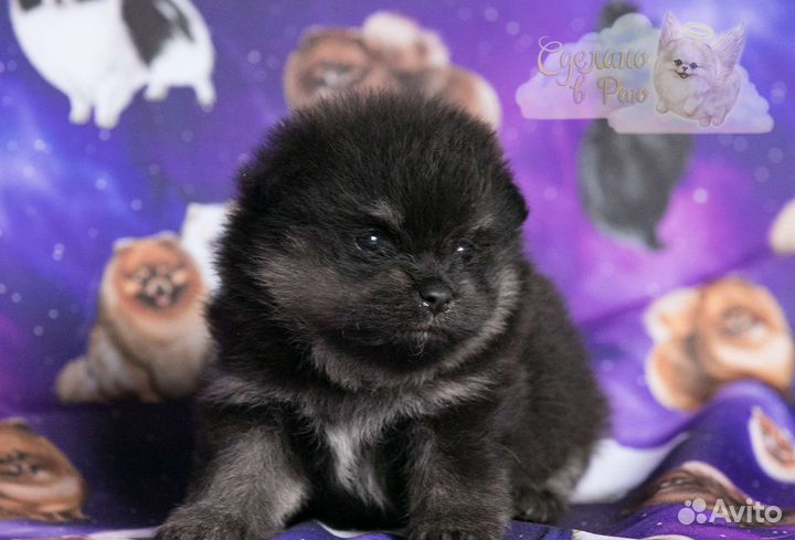 Померанский шпиц медвежьего типа