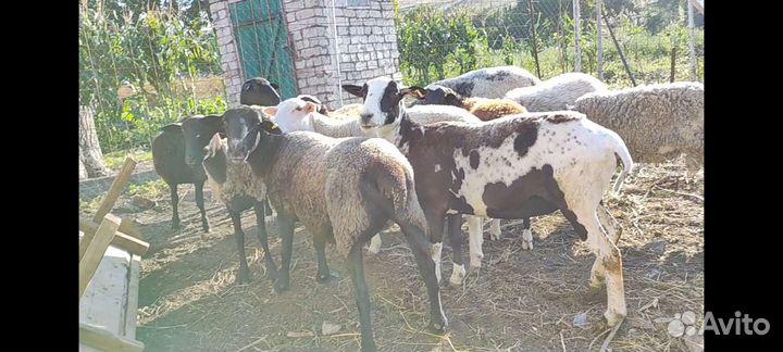 Овцы породы дорпер