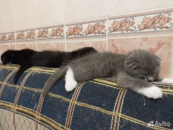 Шотландская вислоухая метисы