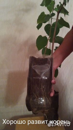 Саженцы шелковицы (тутовое дерево)