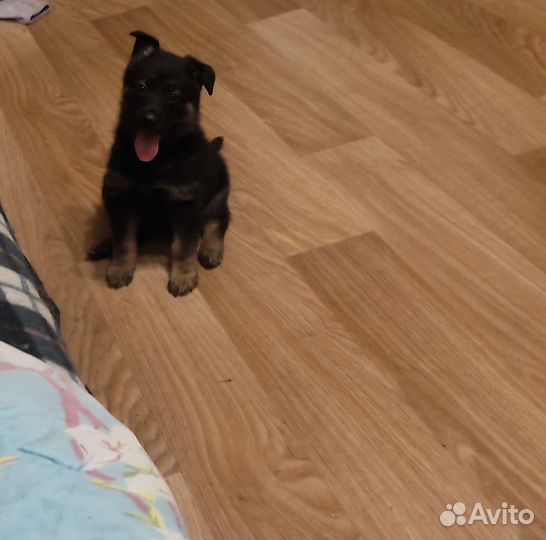 Восточноевропейская овчарка