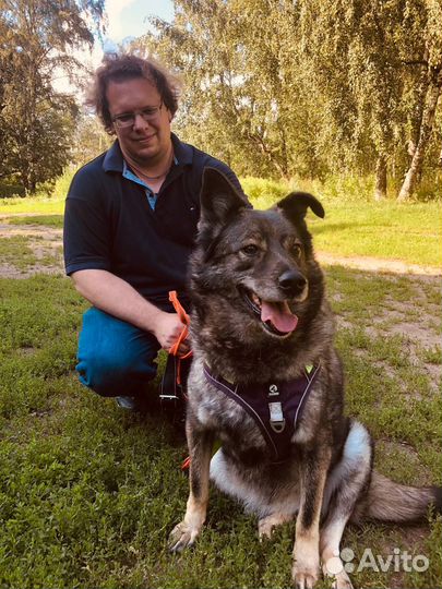 Старенькая собачка всю жизнь за решеткой