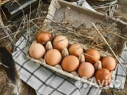 Домашние куриные яйца объявление продам