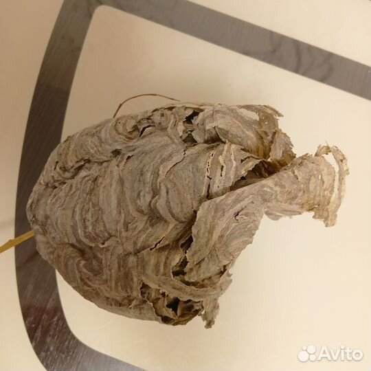 Гнездо(улей) шершней