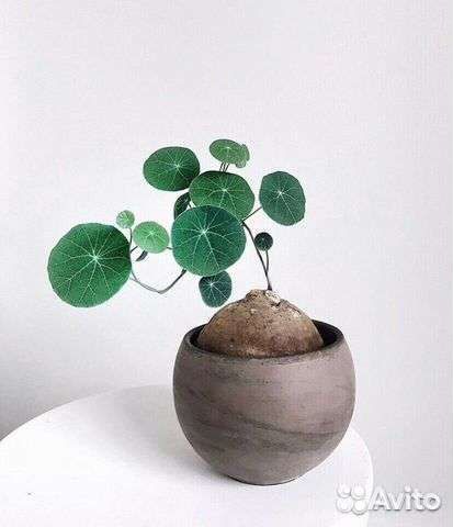 Стефания эректа