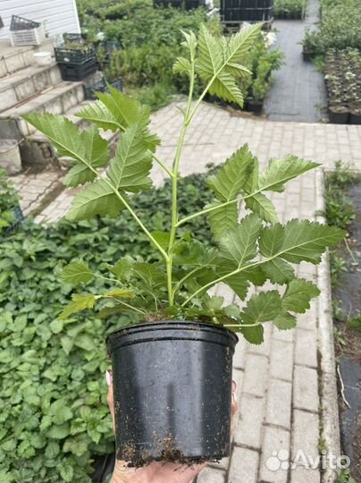Ежемалина Бойнсбери