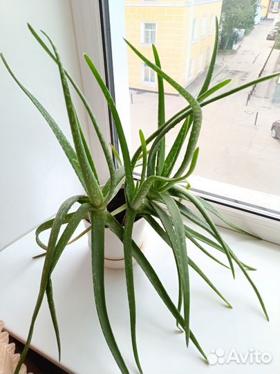 Комнатный цветок Алое вера
