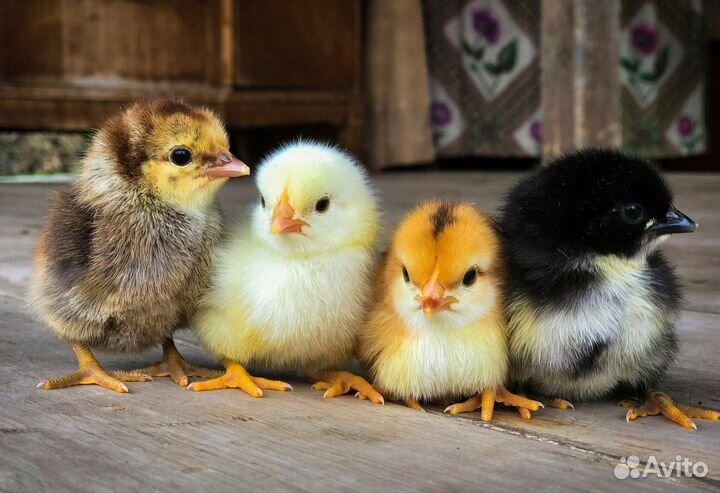 Яйцо инкубационное