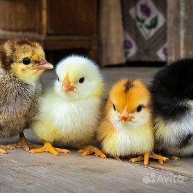 Цыплята+Яйцо инкубационное