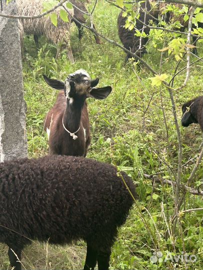 Козел на племя