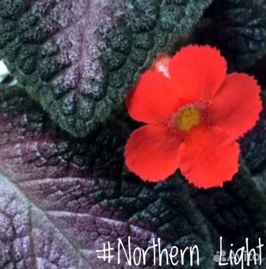 Эписция (Episcia)