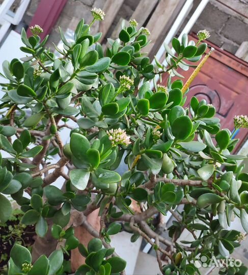 Денежное дерево