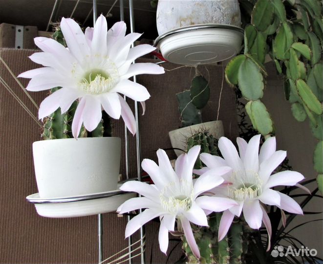 Продам комнатные цветы