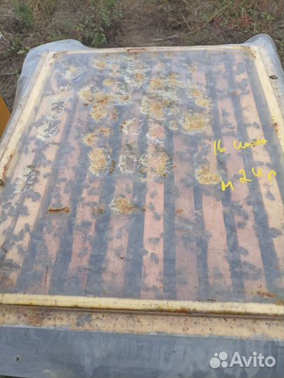 Пчелопакеты