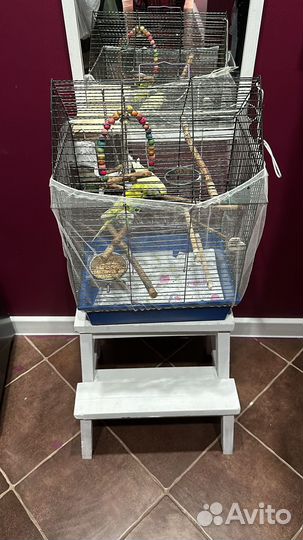 Волнистые попугаи