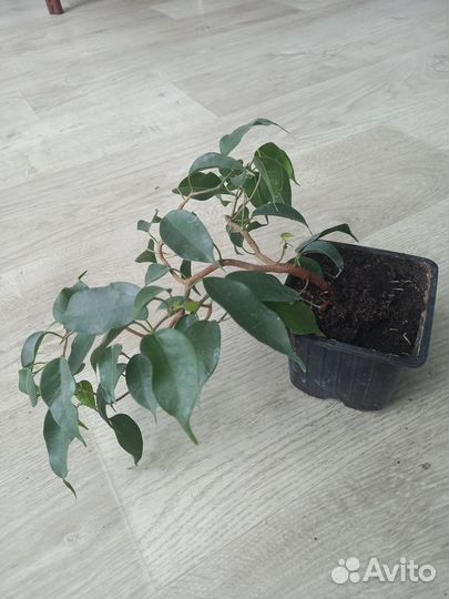Фикус бенджамина