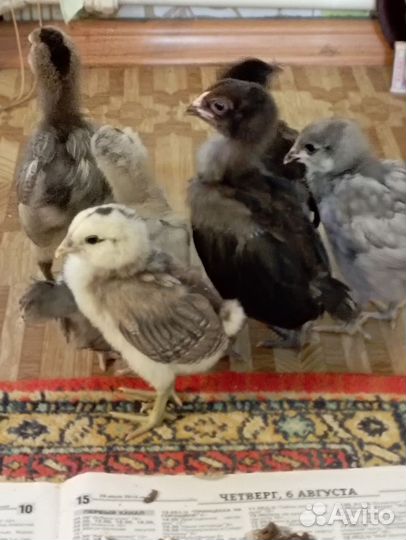 Породистые цыплята, легорн б 33