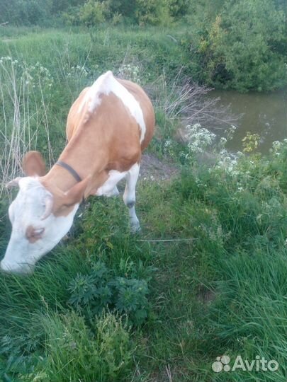 Корова дойная